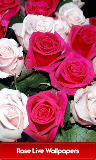 Play APK Rose Live Wallpapers  and enjoy Rose Live Wallpapers with UptoPlay com.energylivewallpapers.roselivewallpapers
