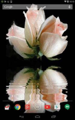 Play Roses Animated Live Wallpaper 