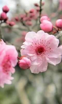 Play Sakura Cherry live wallpaper 