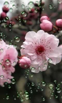 Play Sakura Cherry live wallpaper 