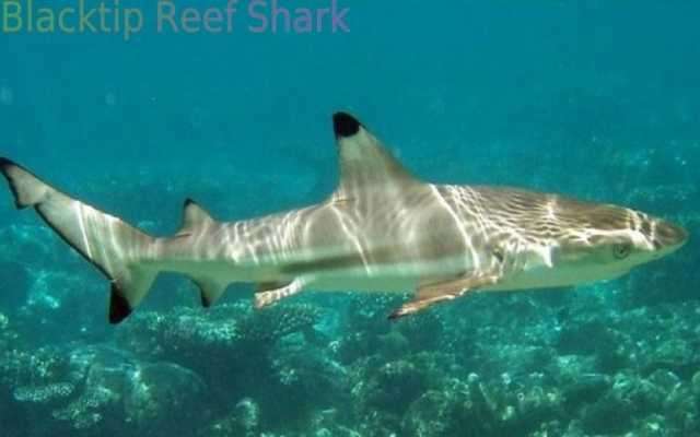 Play Sharks of the World 1 FREE 