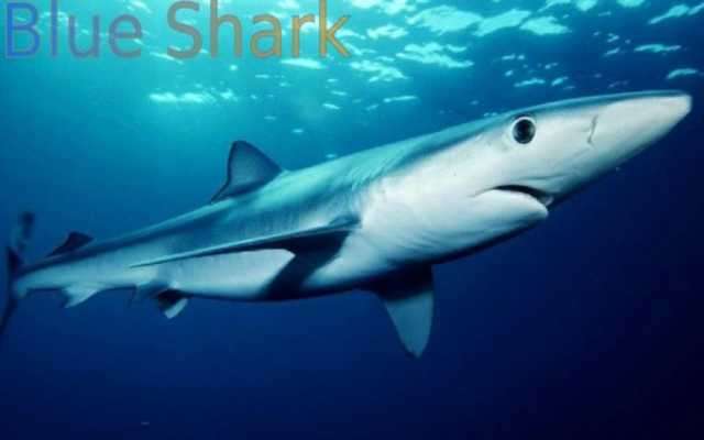 Play Sharks of the World 1 FREE 