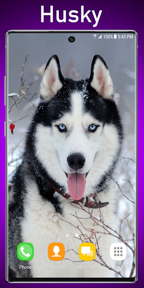 Play Siberian Husky Live Wallpaper 