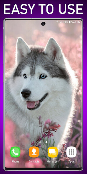 Play Siberian Husky Live Wallpaper 