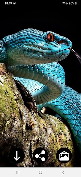 Play APK Snake Wallpapers  and enjoy Snake Wallpapers with UptoPlay com.Infinity.snake