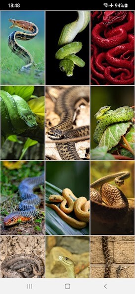Play APK Snake Wallpapers  and enjoy Snake Wallpapers with UptoPlay com.Infinity.snake