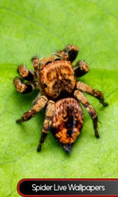 Play Spider Live Wallpapers Play Spider Live Wallpapers