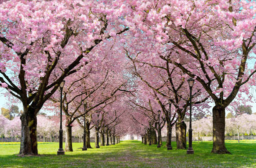 Play APK Spring Cherry Blossom Live Wallpaper FREE  and enjoy Spring Cherry Blossom Live Wallpaper FREE with UptoPlay ru.bastion7.springsakura.pro<br><br>Subscribe, ask questions, follow us:<br>https://vk.com/bastion4you<br>https://www.facebook.com/bastion4you</div><br><br><br><a title= 