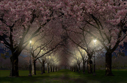 Play APK Spring Cherry Blossom Live Wallpaper FREE  and enjoy Spring Cherry Blossom Live Wallpaper FREE with UptoPlay ru.bastion7.springsakura.pro<br><br>Subscribe, ask questions, follow us:<br>https://vk.com/bastion4you<br>https://www.facebook.com/bastion4you</div><br><br><br><a title= 