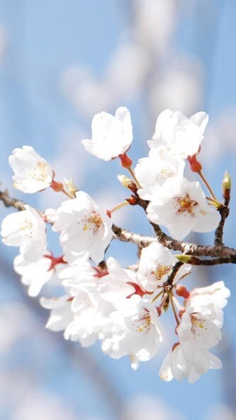 Play Spring Live Wallpaper 
