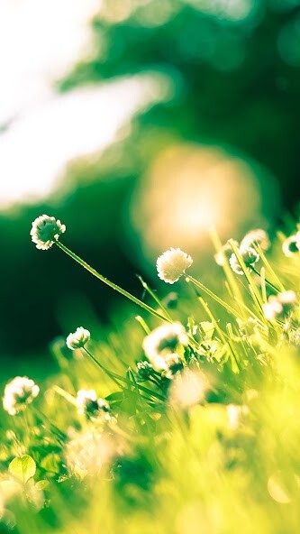 Play Spring Live Wallpaper 
