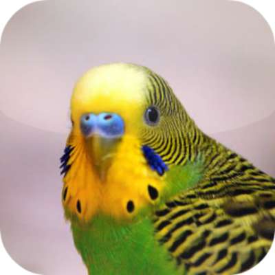 Play Suara Burung Parkit 