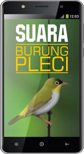 Play Suara Burung Pleci 