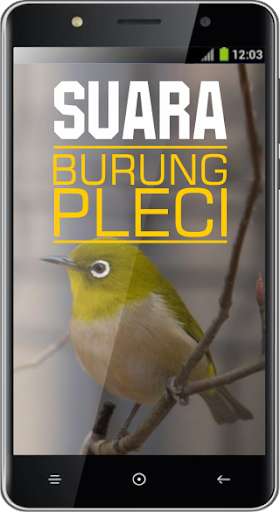 Play Suara Burung Pleci 