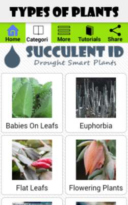 Play SucculentID 