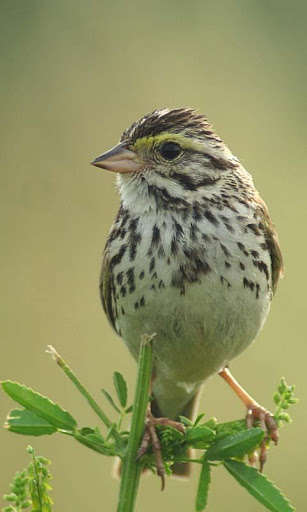 Play APK Talking Sparrow Free LWP  and enjoy Talking Sparrow Free LWP with UptoPlay com.free.fusion.sparrow.magic.touch.live.wallpaper