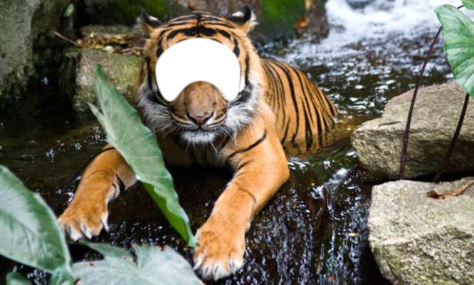 Play Tiger And Lion Photo Montage 
