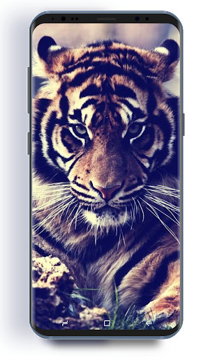 Play Tiger HD Wallpapers 