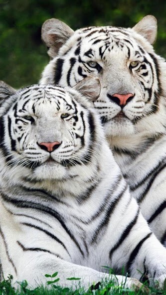 Play Tiger Live Wallpaper 