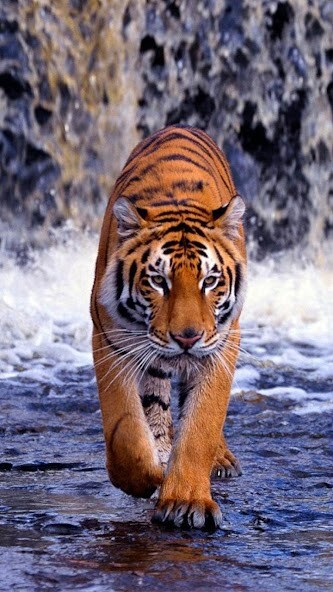 Play Tiger Live Wallpaper 