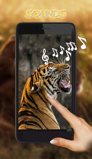 Play APK Tigers Live Wallpaper  and enjoy Tigers Live Wallpaper with UptoPlay com.TigerLiveWallpaperHD