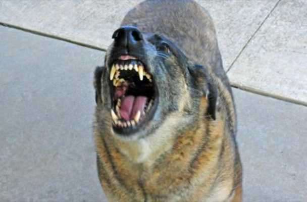 Play Vicious Dogs Wallpaper Images 