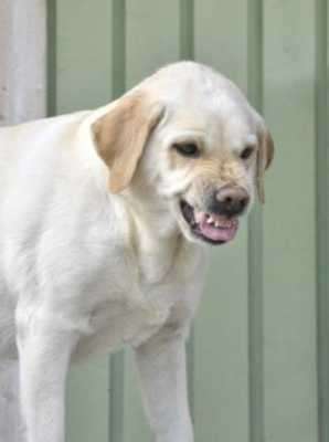 Play Vicious Dogs Wallpaper Images 