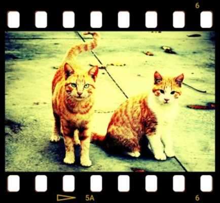 Play Vignette • Photo effects 