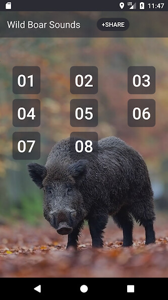 Play Wild boar sound & calls  and enjoy Wild boar sound & calls with UptoPlay