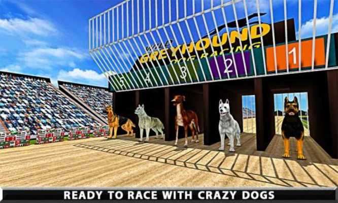 Play wild greyhound dog racing Play wild greyhound dog racing