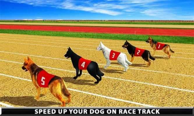 Play wild greyhound dog racing Play wild greyhound dog racing