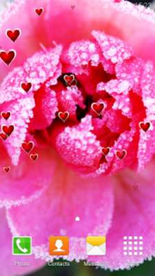 Play Winter Flowers Live Wallpapers Play Winter Flowers Live Wallpapers