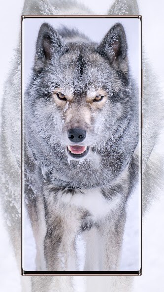Play APK Wolf wallpapers  and enjoy Wolf wallpapers with UptoPlay com.bhansoft.kurtduvarkagidi