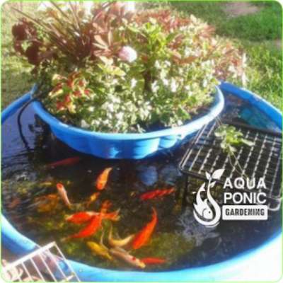 Play Aquaponics Gardening System 
