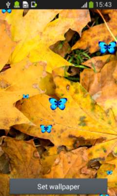 Play Autumn Leaves Live Wallpapers 