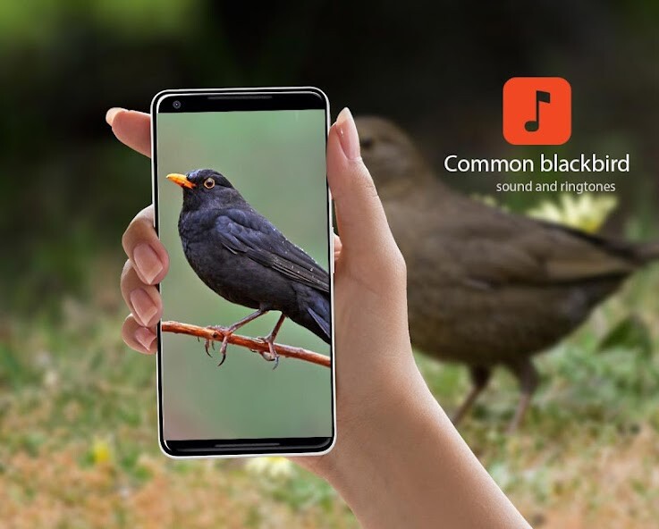 Play APK Blackbird Sounds  and enjoy Blackbird Sounds with UptoPlay com.animalbird.BlackBirdSounds