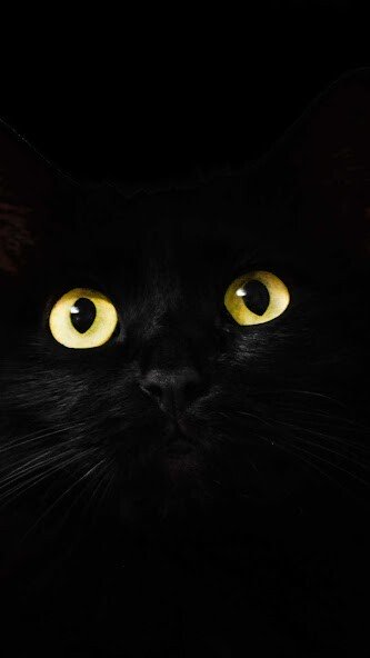 Play Black Cat Wallpaper 