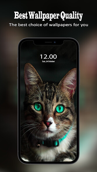 Play cute cat wallpapers 