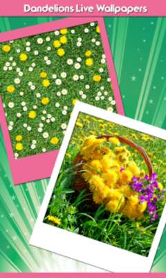 Play Dandelions Live Wallpapers 