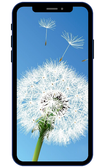 Play Dandelion Wallpaper 