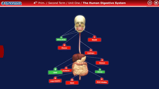 Play APK El-Moasser Digestive System 3D  and enjoy El-Moasser Digestive System 3D with UptoPlay com.Company.DigestiveSystemTablet