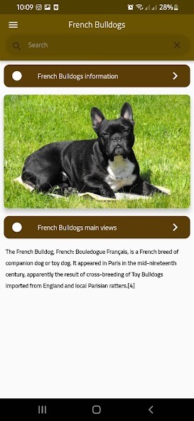 Play French bulldogs 