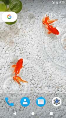 Play Goldfish HD Wallpapers Play Goldfish HD Wallpapers
