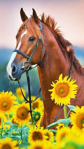 Play HD Horse wallpapers 