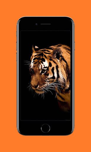 Play HD Tiger Wallpapers 
