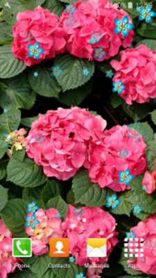 Play Hydrangea Live Wallpapers 
