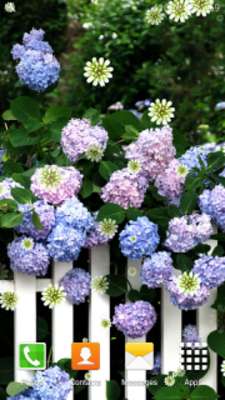 Play Hydrangea Live Wallpapers 