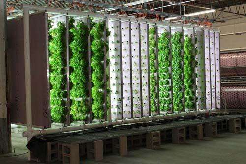 Play APK Hydroponics Design Ideas  and enjoy Hydroponics Design Ideas with UptoPlay com.HydroponicsDesignIdeas.thequeen