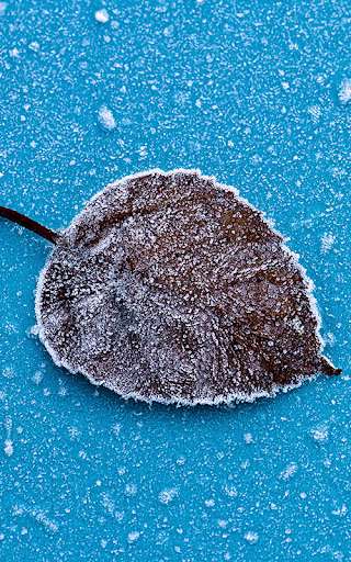 Play Leaf Live Wallpapers Play Leaf Live Wallpapers