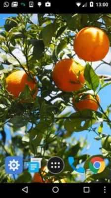 Play live fruit wallpapers 